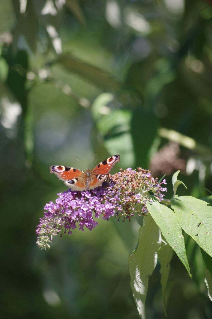 今日の運勢恋愛運はどうなる？