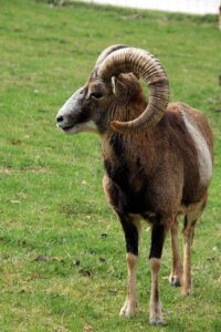 牡羊座の片思いを占うためのヒントは？