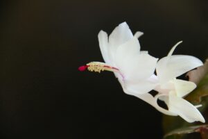 蟹座の相性を占いで知るためのポイントは？